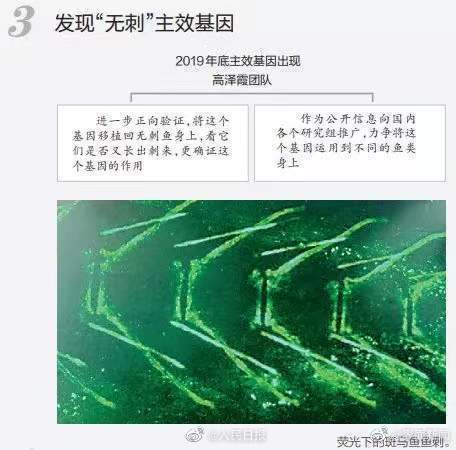 无刺鱼有望成现实！华中农大团队找到控制鱼刺基因