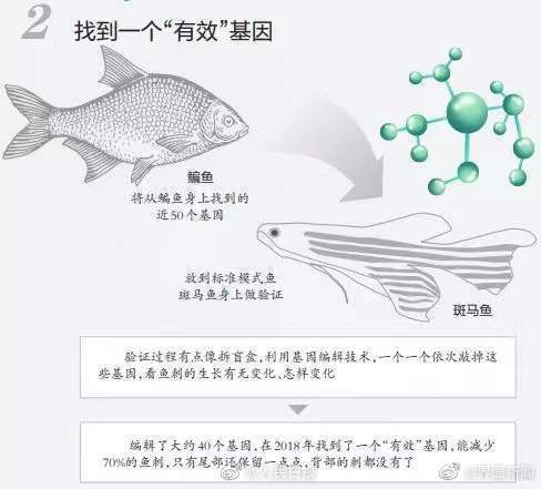 无刺鱼有望成现实！华中农大团队找到控制鱼刺基因