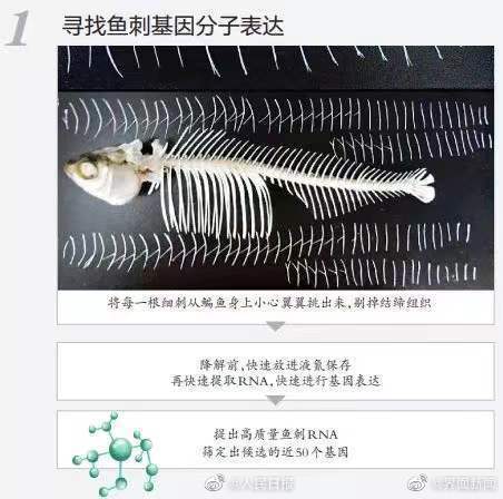 无刺鱼有望成现实！华中农大团队找到控制鱼刺基因